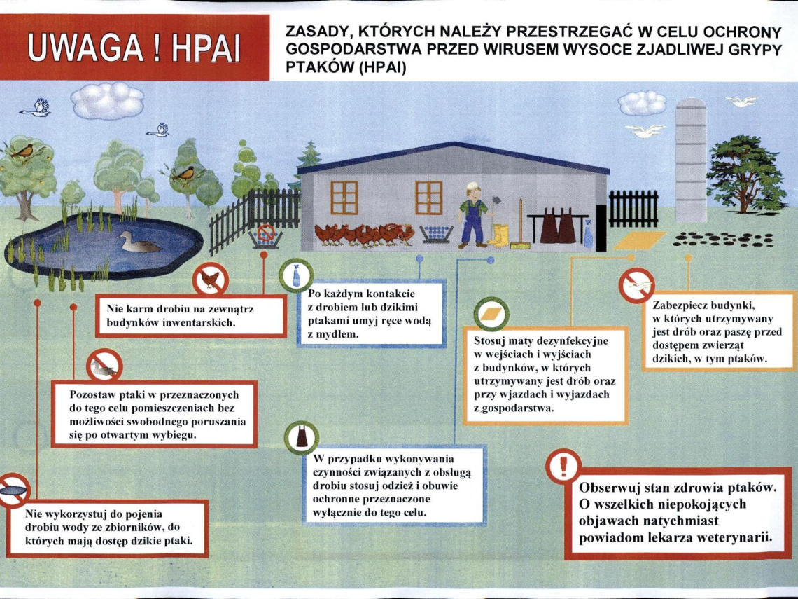 Infografika dotycząca HPAI - grypy ptaków