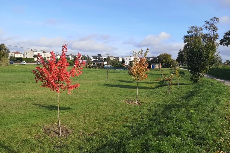 Park Kopernika między ulicami Sępoleńską a Żeromskiego, teren byłego cmentarza ewangelickiego przy ul. Świeckiej i Park Zamkowy za Urzędem Miejskim w Tucholi to miejsca, w których pojawiły się nowe nasadzenia zieleni.